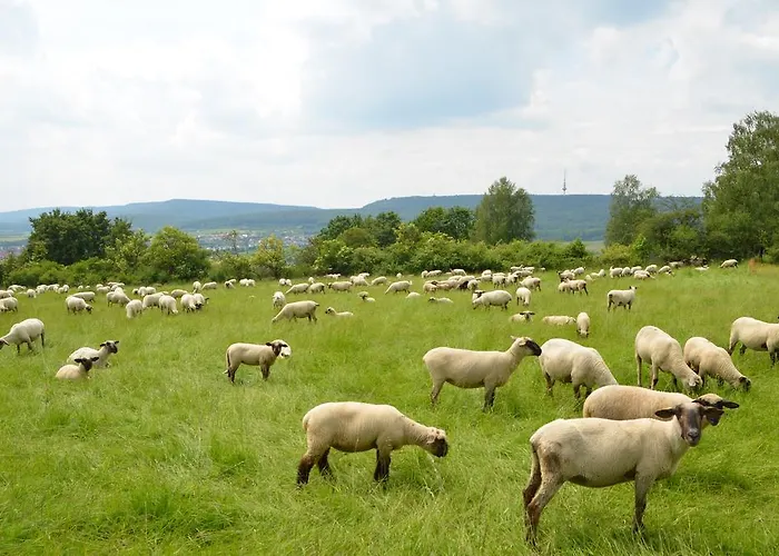 Szálloda Wohlfuehlhotel Der Jaegerhof Willebadessen